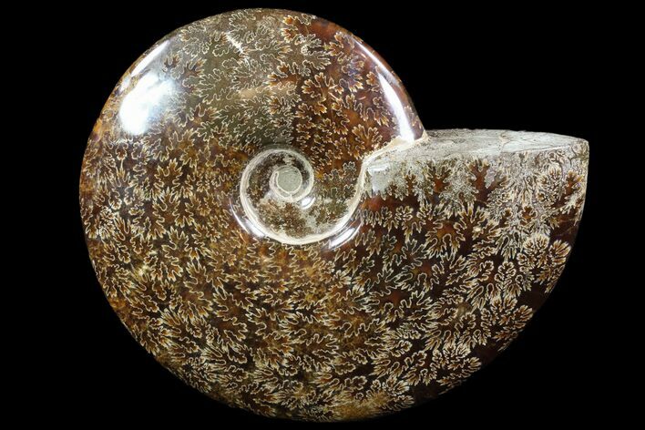Polished, Agatized Ammonite (Cleoniceras) - Madagascar #88132